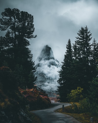 树间道路照片